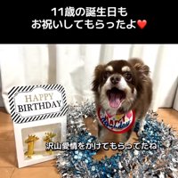 プレゼントをもらった老犬
