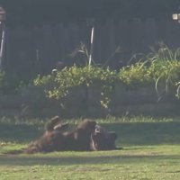 ドッグランでひとり遊びをするノアくん5