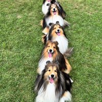 背の順