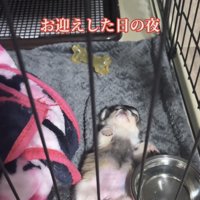 仰向けで眠る犬