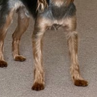長い足の犬
