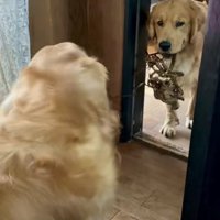ときちゃんも援護モードに