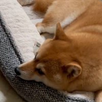 犬用ベッドの上で遠くを見つめる犬