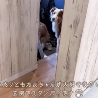 玄関で待つ2匹
