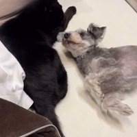 猫と遊ぶ小型犬