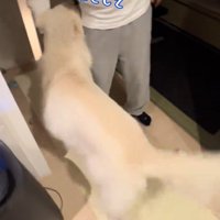 男性に撫でられてしっぽを振る犬