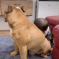 再び犬に顔をうずめる赤ちゃん