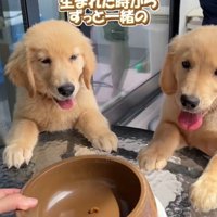 テーブルの前に並ぶ2匹の子犬