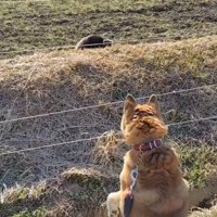 野生のアナグマに興味津々！