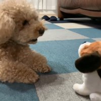 動く犬のおもちゃを見たいちごちゃん＆ミルクくん9