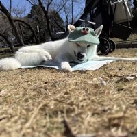 外でくつろぐ犬