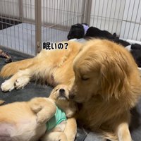 たのちゃんと赤ちゃん犬4
