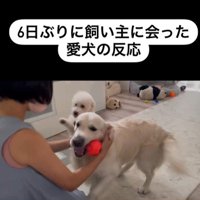 むう君＆める君と飼い主さんの再会6