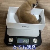 箱の中で動く犬