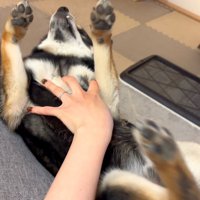 コラボ