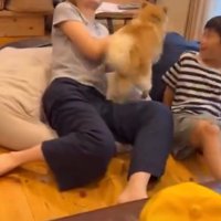 止めに入る犬