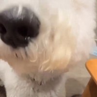 顔を近づけるハクくん