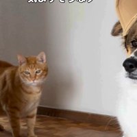 気を遣うターちゃん