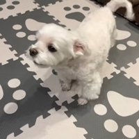 大興奮で吠えています！