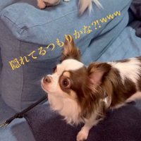 嬉しそうな表情で飼い主を見上げる白黒模様の犬