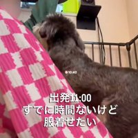 服を着せたい飼い主さん