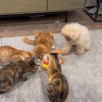 配給係をするくるみちゃん5