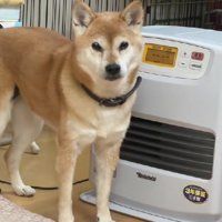 今では冬の風物詩に