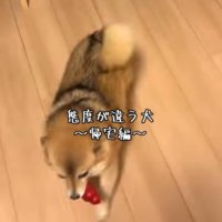 あずきちゃんの態度の違い2
