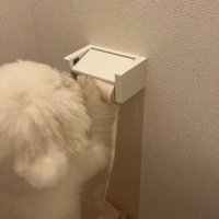 トイレットペーパーを前足で転がす犬