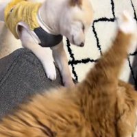 にゃんこの圧勝♪