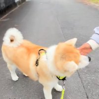 撫でてもらう秋田犬