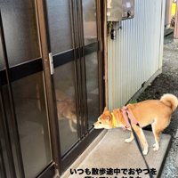 玄関の引き戸に鼻先を近づけている犬