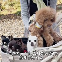 ワンコをカートに入れる飼い主さん