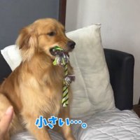 ソファの上から赤ちゃんを見つめる犬
