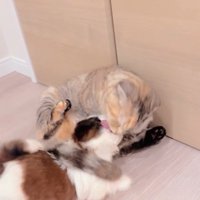 赤ちゃん犬と猫のふれあい⑩