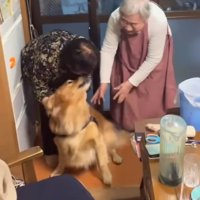 双子のおばあちゃんに甘える大型犬