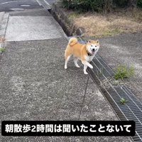 散歩中に立ち止まりリードに片手をかける柴犬