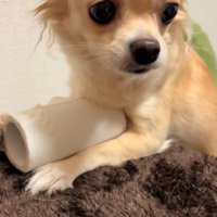 トイレットペーパーを守るジョルノちゃん6