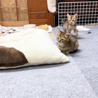 子猫のリナちゃん＆リサちゃん