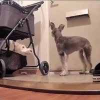 玄関で待機中のぷく君ともち君4