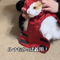 カッパを着る猫