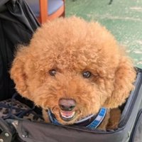 れおん君のビフォーアフター7