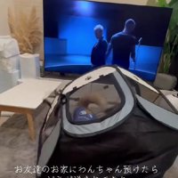 2匹の様子を動画で送ってくれた