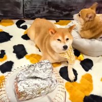 ストーブでお芋を焼きます