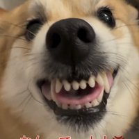 歯を見せて訴える犬