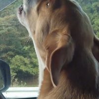 真剣な顔で遠吠えをする犬