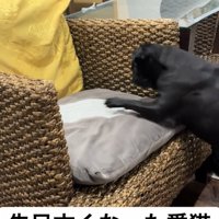 クッションに向かって前脚を伸ばす犬