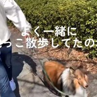 ソフィーちゃんのビフォーアフター2