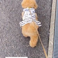 飼い主と散歩をする犬