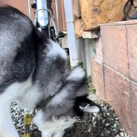 ナラちゃんの行動8